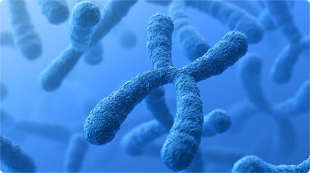 chromosomes-genes-450px-1-C